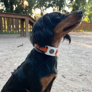 AirTag Collar Case - iServices Online Store