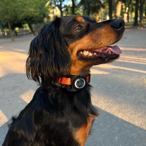 AirTag Collar Case - iServices Online Store