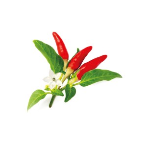 Zadencapsules Click and Grow - iServices®