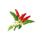 Zadencapsules Click and Grow - iServices®